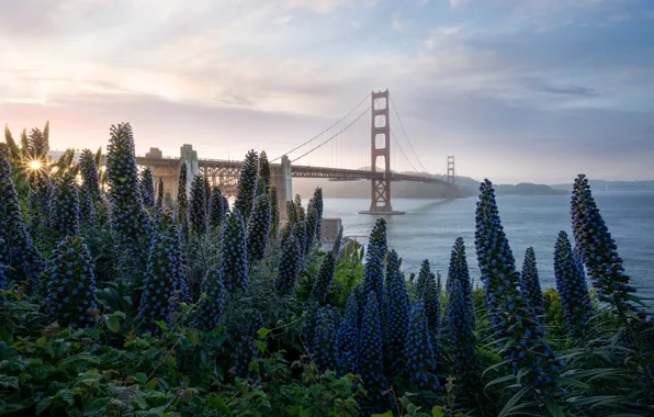 Picture Golden Gate, flowers, bridge, San Francisco, shore, pond, the Golden Gate bridge