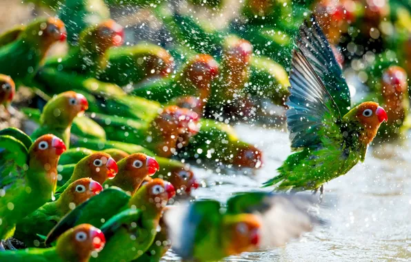 Picture green, colors, colorful, red, animals, flying, yellow, water