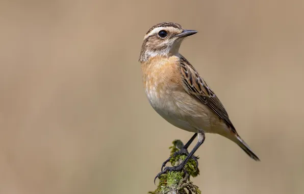 Bird, bird, whinchat