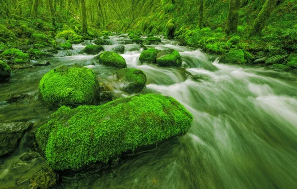 Greens, Stream, Trees, Forest, Stones, Stream, Moss, Rapids
