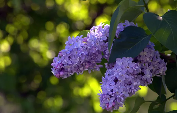 Picture macro, the bushes, lilac