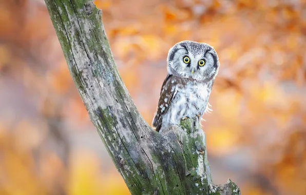 Autumn, look, nature, pose, owl, bird, bokeh, owl