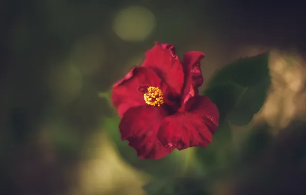 Flower, macro, red, the dark background, hibiscus