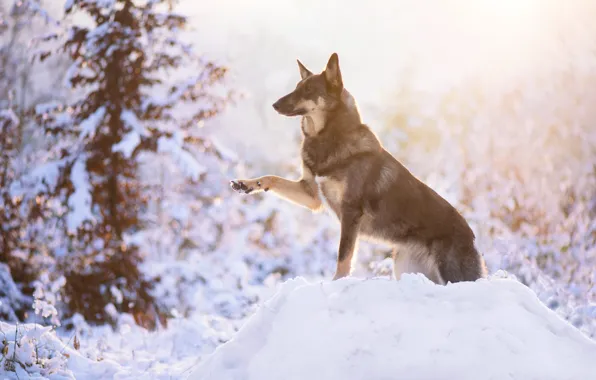 Winter, forest, look, light, snow, nature, pose, fog