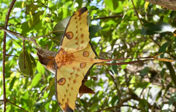 Leaves, microsemi, wings, Butterfly, insect, beautiful, closeup
