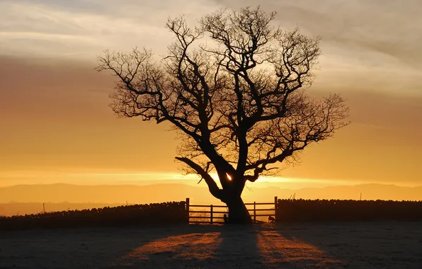 Picture the sun, light, sunset, tree, England, fellsiders Photography, Eden Valley