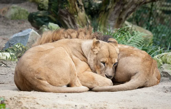 Cat, stay, Leo, family, lioness