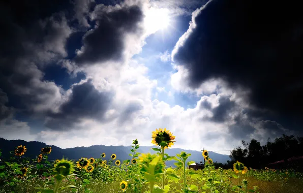 Picture field, the sun, sunflowers, clouds