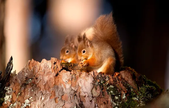 Picture forest, animal, moss, stump, bark, nut, squirrels