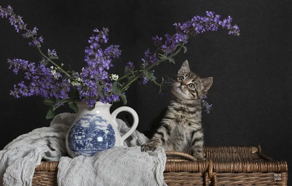 Cat, flowers, the dark background, kitty, grey, bouquet, fabric, pitcher