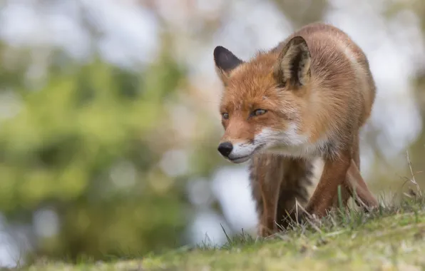 Picture face, Fox, red, bokeh