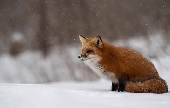 Winter, forest, look, face, snow, nature, Fox, red