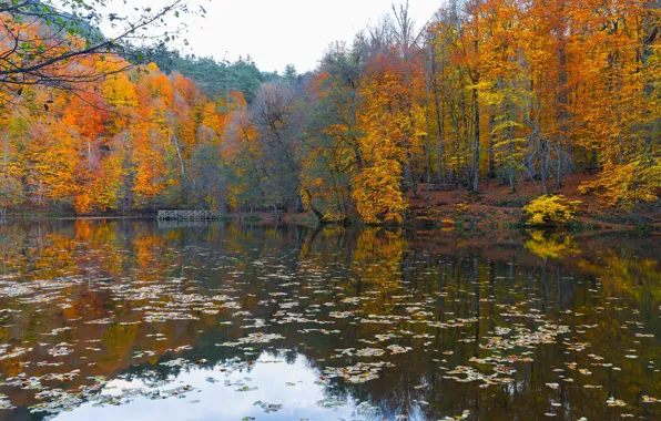 Autumn, forest, trees, lake, pond, reflection, shore, falling leaves