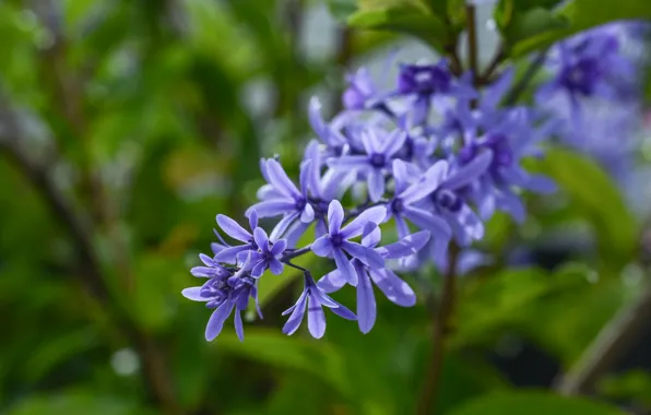 Macro, brush, bokeh, inflorescence, Petrea