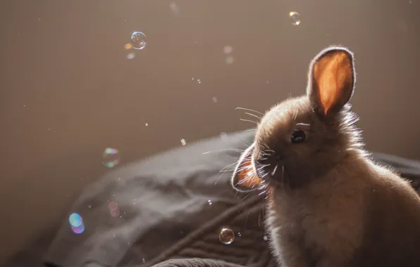 Picture bubbles, animal, fur, ears, Rabbit, muzzle, rabbit ears