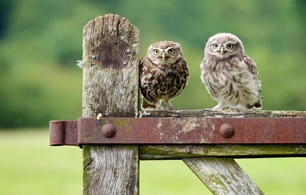 Birds, owls, chick, owls