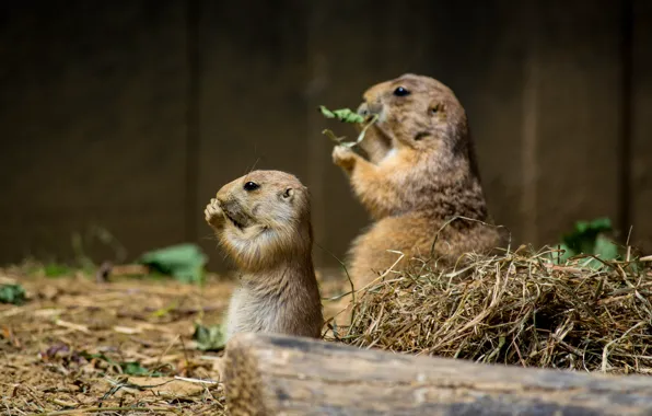 Grass, hay, log, a couple, gopher, gophers, stand, bokeh