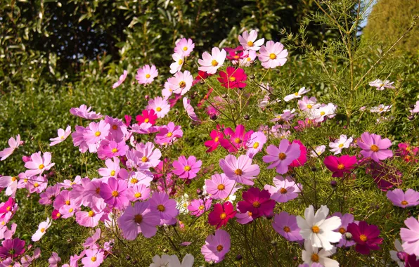 Wallpaper flowers, a lot, garden, bright, white, summer, pink, flowerbed
