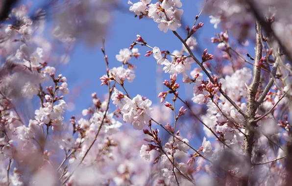 The sky, flowers, branches, cherry, thickets, spring, garden, Sakura