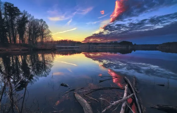 Forest, lake, morning