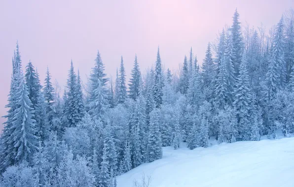 Winter, frost, forest, the sky, snow, nature, in the snow, view