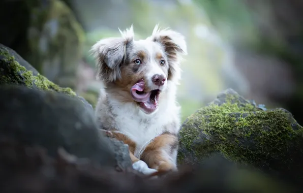 Picture language, face, stones, moss, portrait, dog, bokeh, Australian shepherd