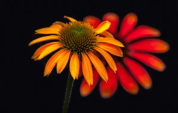 Flowers, background, petals, Echinacea