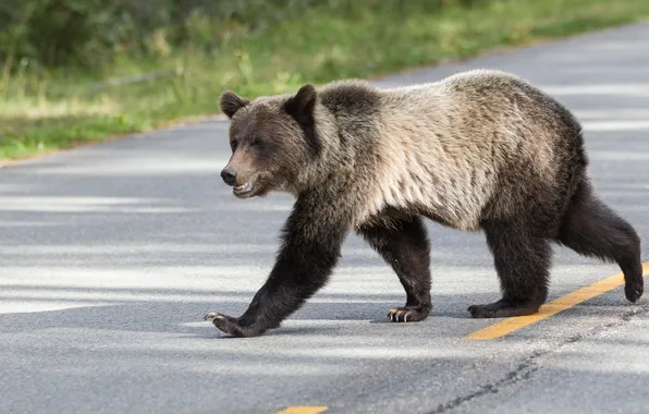 Road, background, bear