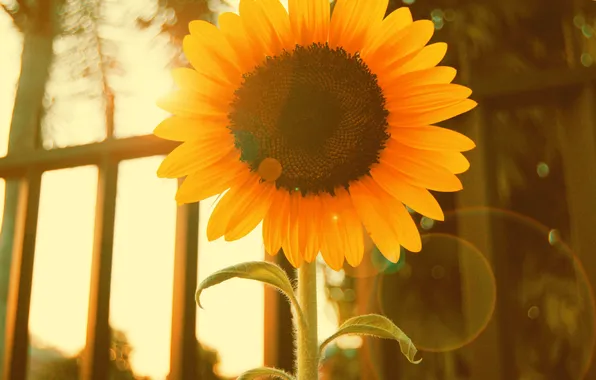 Picture flower, yellow, sunflower, petals