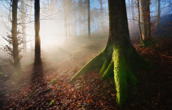 Picture forest, rays, light, nature, tree, foliage, moss