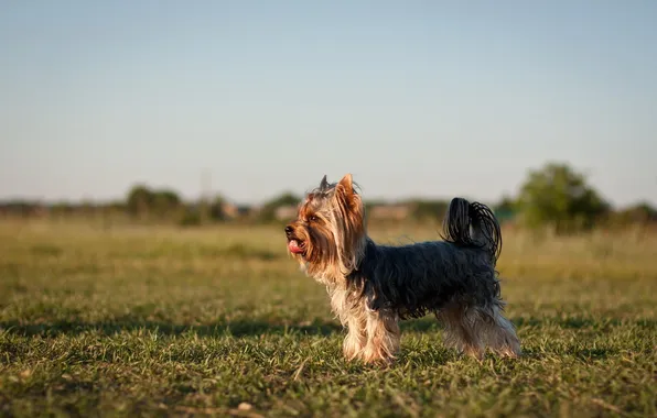 Picture field, background, dog