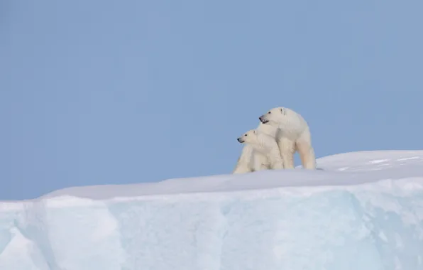 Snow, background, iceberg, bear, cub, bear, Polar bears, Polar bears