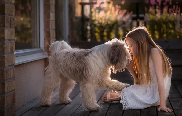 Summer, light, flowers, house, mood, Board, dog, garden