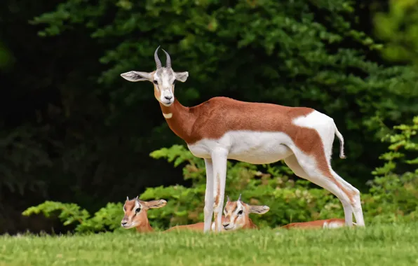 Picture animal, deer, wildlife, gazelles