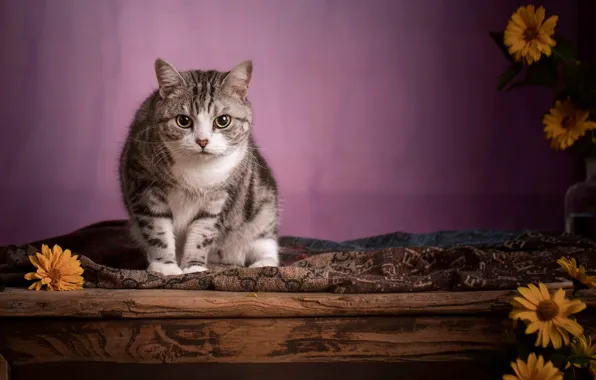 Cat, cat, look, pose, blanket, Board, face, sitting