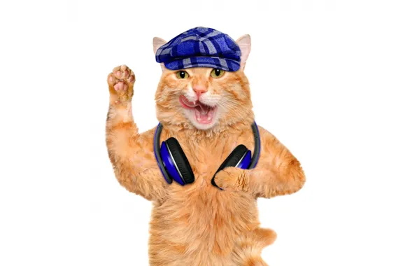 Picture language, cat, paw, headphones, red, cap