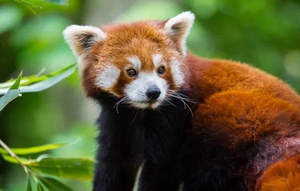 Picture muzzle, red Panda, red Panda