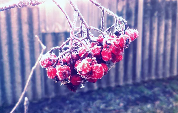 Macro, Nature, beautiful, Frost, Rowan
