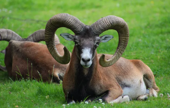 Look, face, lies, horns, RAM, mouflon, mouflon