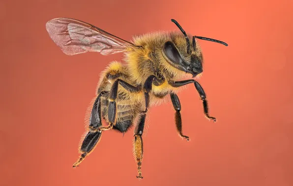 Bee, background, insect