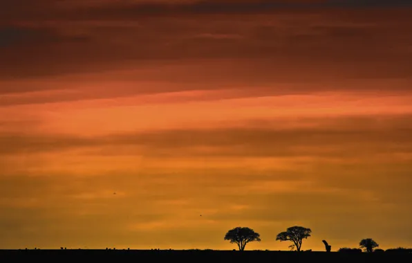 The sky, clouds, trees, silhouette, glow