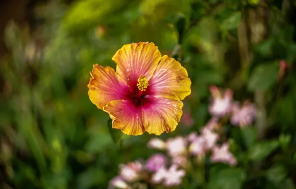 Picture macro, flowers, hibiscus, Wallpaper from lolita777