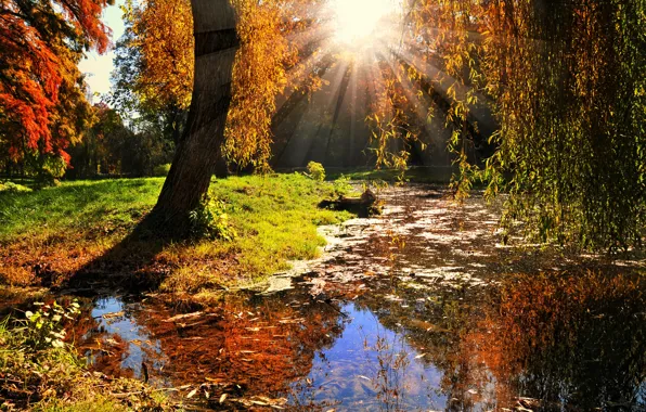 Autumn, leaves, the sun, rays, trees, landscape, nature
