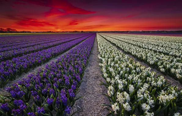 Field, sunset, flowers, spring, plantation