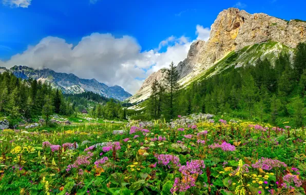 Picture forest, the sky, clouds, trees, flowers, mountains, nature, stones