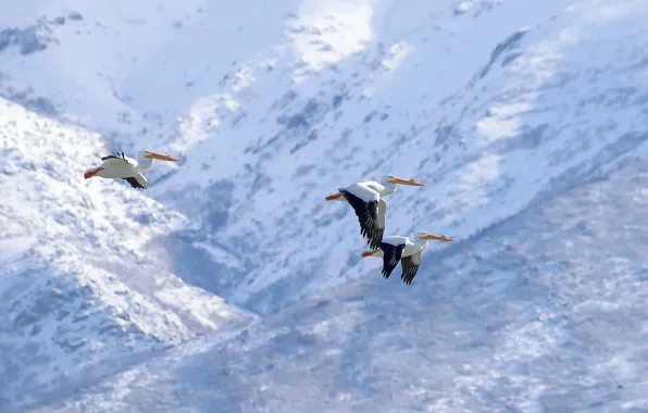 Birds, flight, pelicans