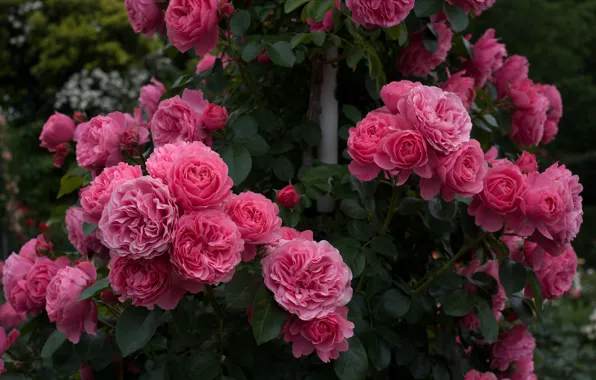 Roses, buds, rose Bush
