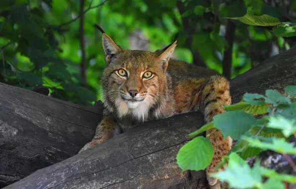 Picture look, face, trees, foliage, portrait, log, lynx