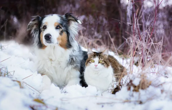 Picture winter, cat, snow, dog