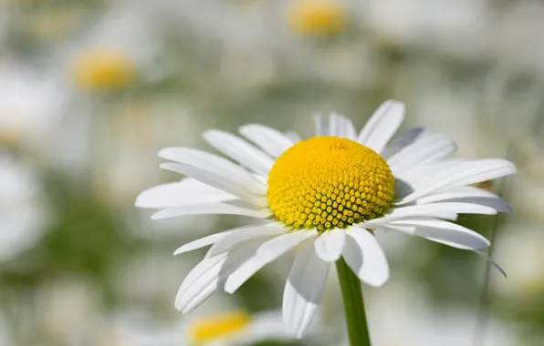 Flower, macro, Daisy, white, light background, bokeh, leucanthemum